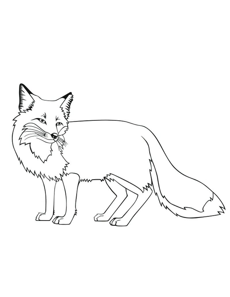 800x1035 Urgent Fennec Fox Coloring Page Pages Free