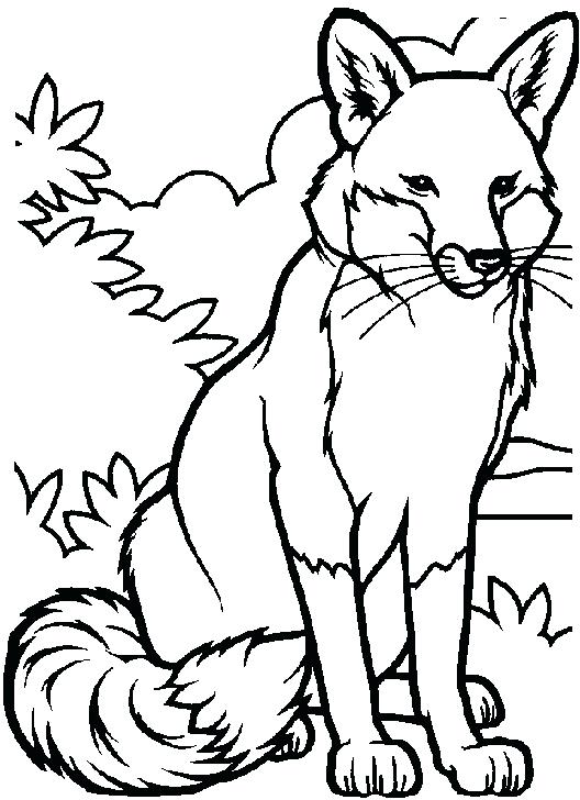528x728 Fox Coloring Pages Aggressive Male Fox Coloring Pages Fox Coloring