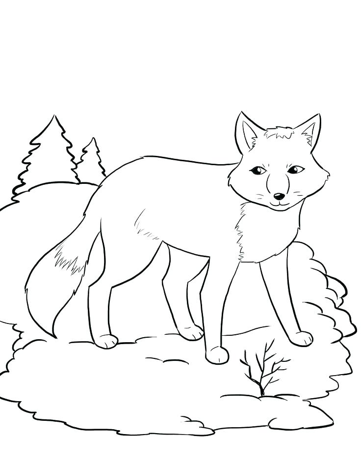 736x952 Fox Coloring Pages Long Tailed Desert Fox Coloring Pages Free