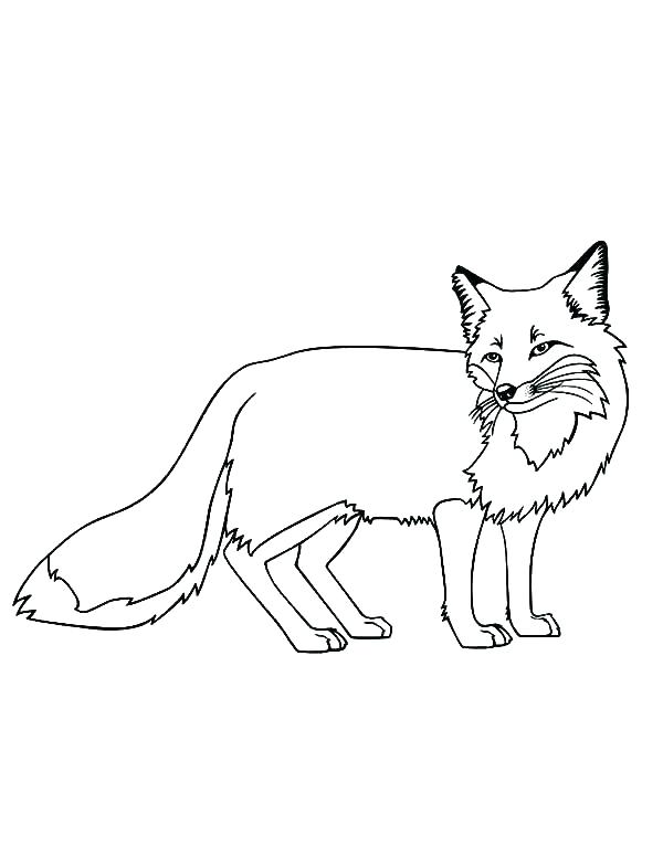 600x776 Red Fox Coloring Pages Red Fox Coloring Page Free Online Printable