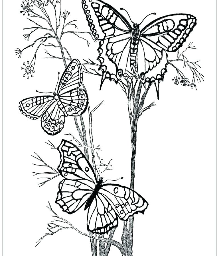 768x900 Butterfly Coloring Pages For Adults Printable Color Page Butterfly