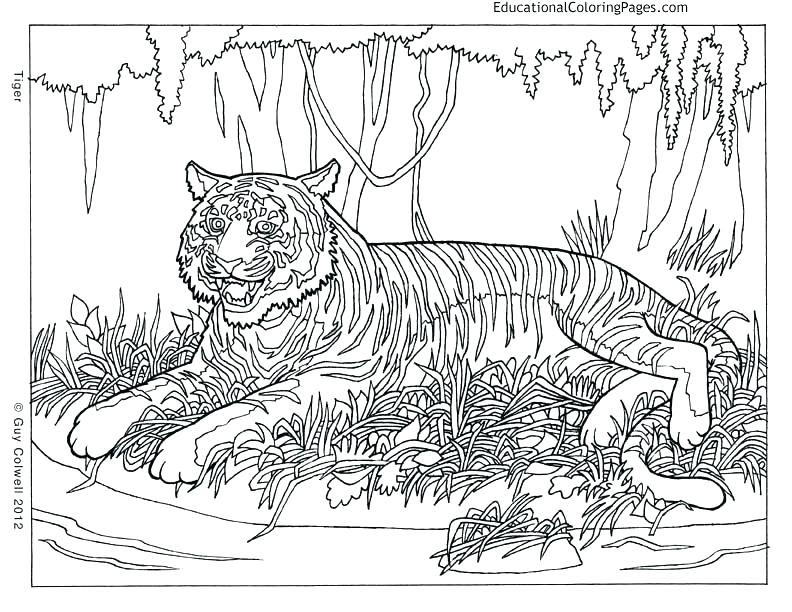 792x612 Coloring Pages Animals