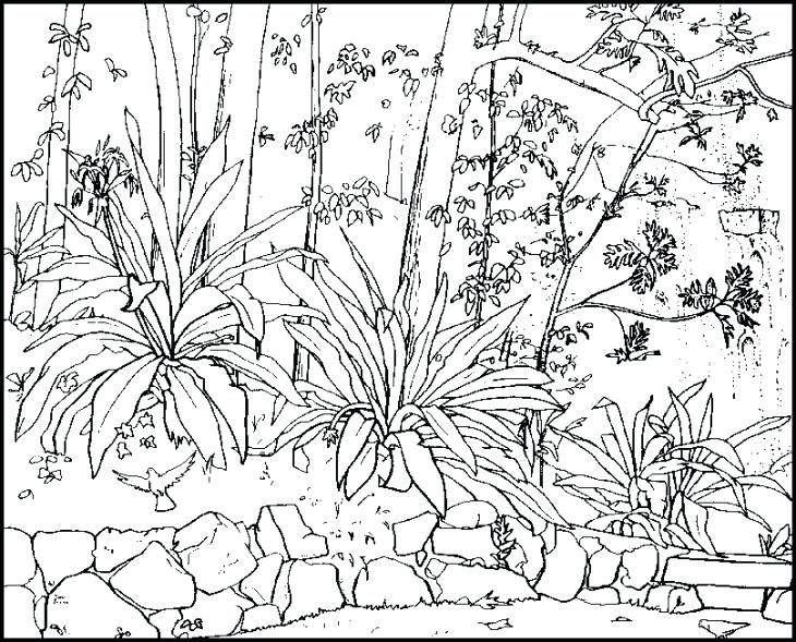 730x589 Free Adult Coloring Pages Pdf Plus Free Printable Nature Coloring