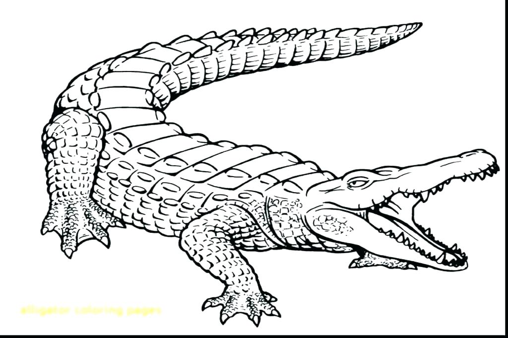 1024x681 Alligator Coloring Pages Coloring Page Alligator Coloring