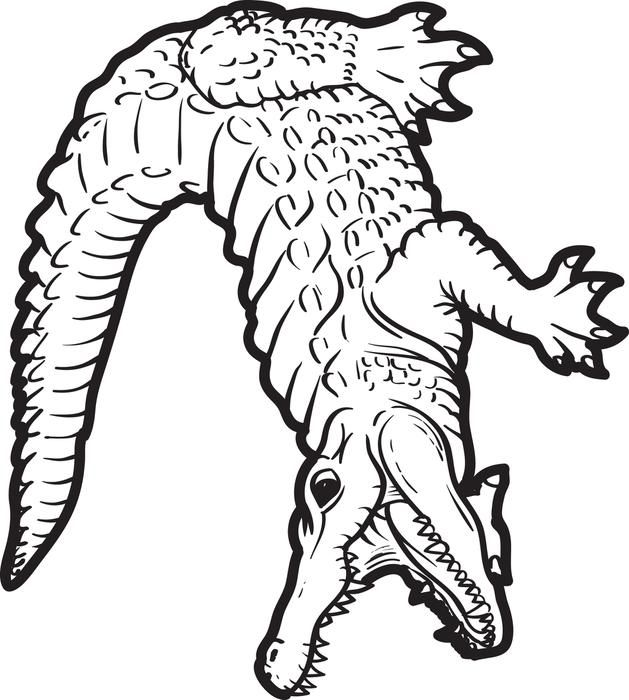 629x700 Alligator Coloring Page