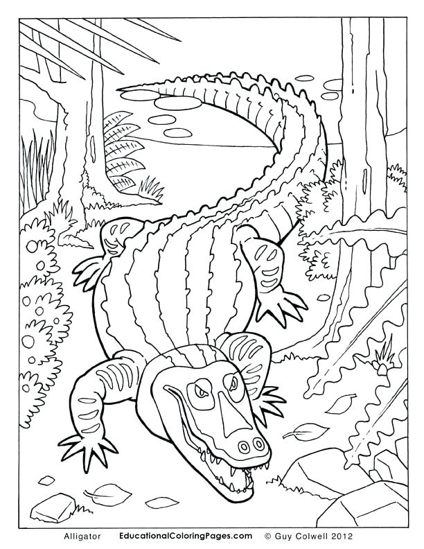 612x792 Alligator Coloring Page Alligator Coloring Pages Free Coloring