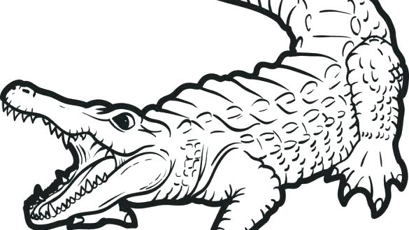 585x329 Alligator Coloring Page Alligator Coloring Pages Free Printable