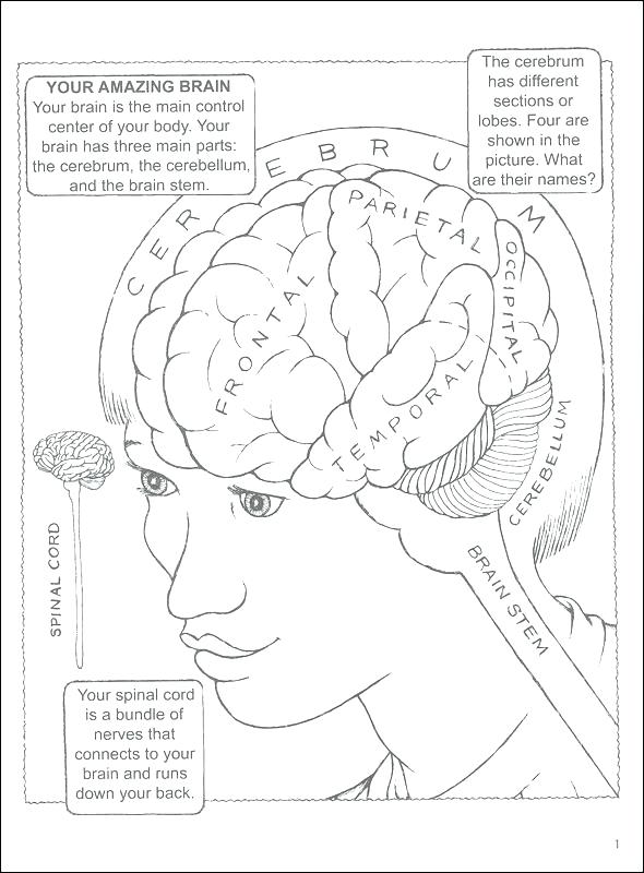 590x800 Anatomy Coloring Pages For Adults Medical Anatomy Coloring Pages