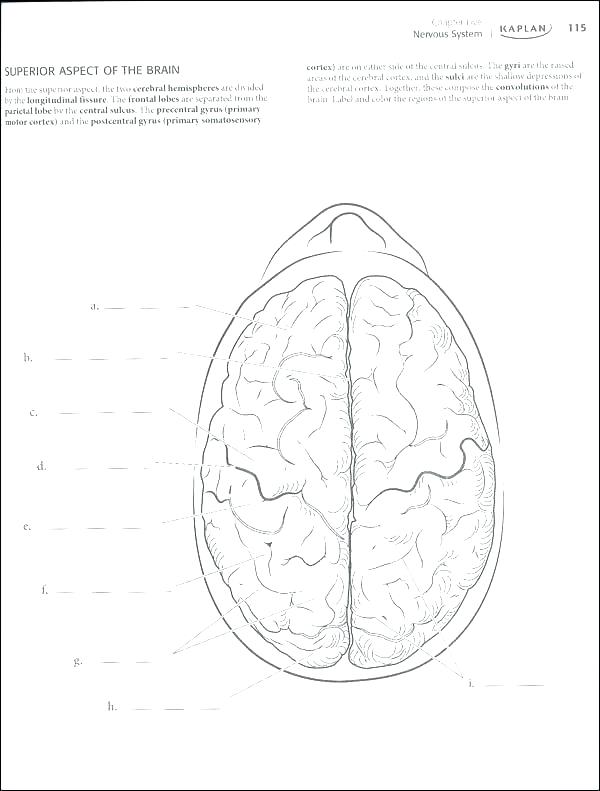 600x791 Brain Anatomy Coloring Pages Anatomy Coloring Book Free Also Brain