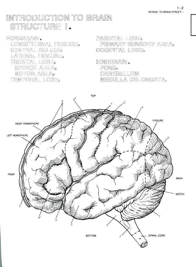 753x1024 Brain Anatomy Coloring Pages Brain Anatomy Coloring Pages Brain