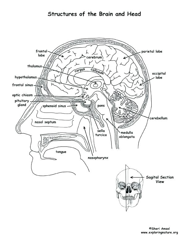 612x792 Brain Coloring Page Anatomy Coloring Pages Brain Anatomy Coloring