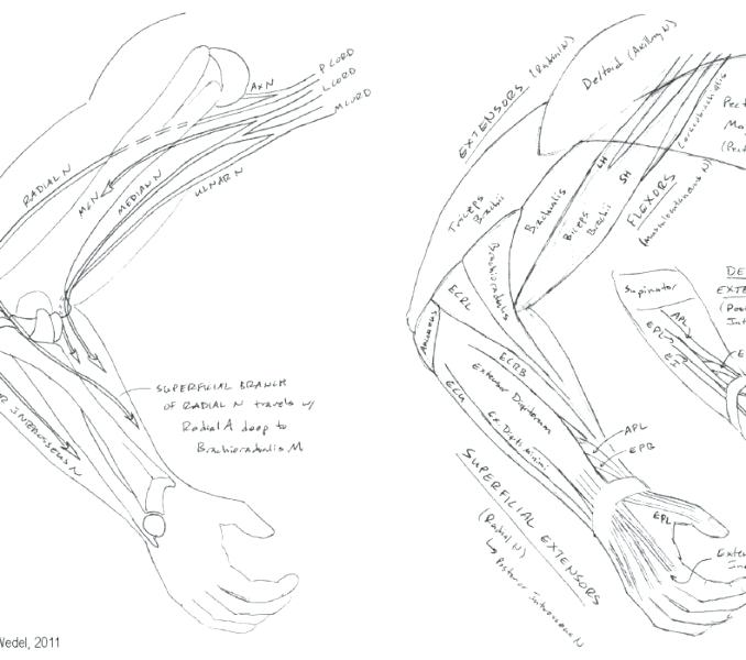 678x600 Free Online Anatomy Coloring Pages Kids Coloring Anatomy