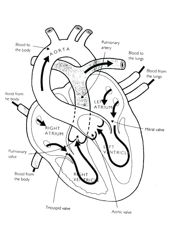 595x842 Human Anatomy Coloring Pages Free Printable Human Anatomy Coloring