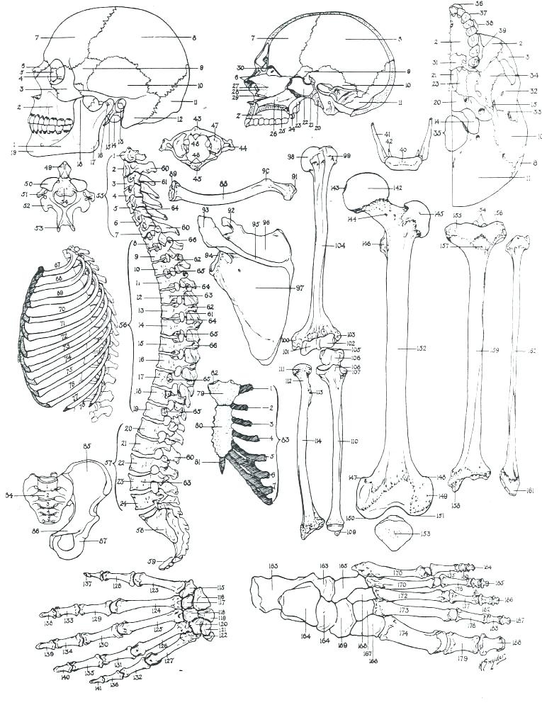 765x995 Anatomy Coloring Book Free