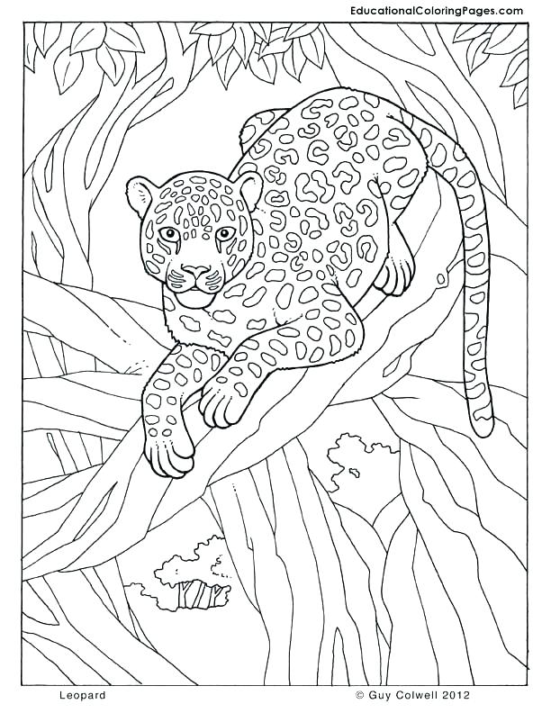 612x792 Jungle Animal Coloring Pages Animal Coloring Pages Leopard Jungle