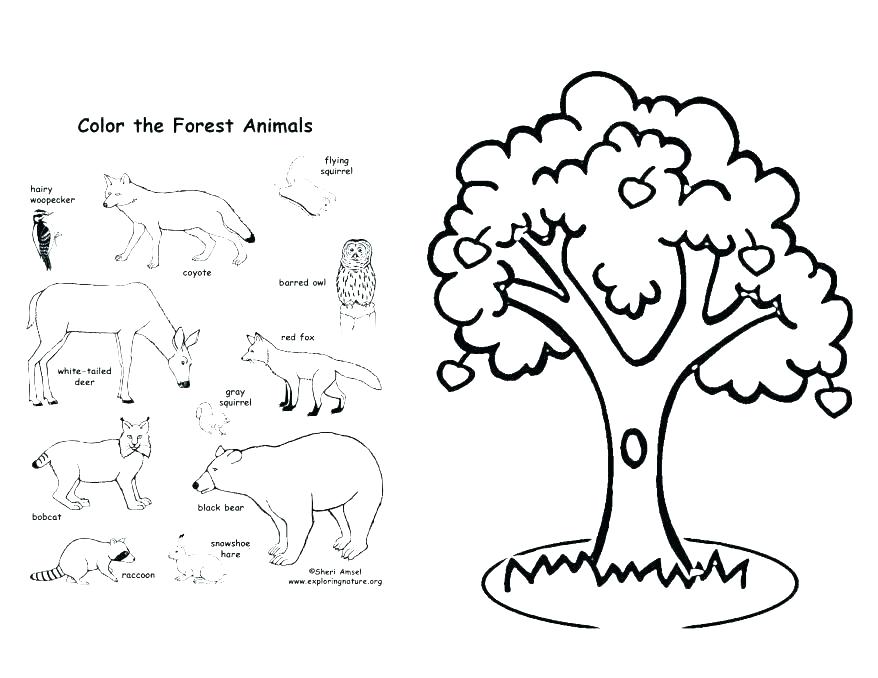 878x678 Free Apple Tree Coloring Pages