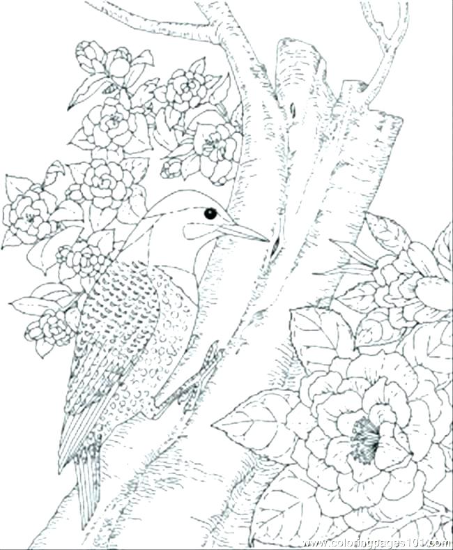 650x789 Bird Coloring Pages Birds To Color Cute Bird Coloring Pages