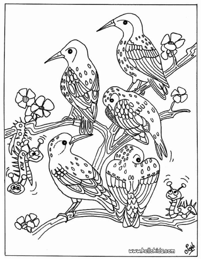 700x900 Coloring Book Birds Bird Coloring Pages Free Birds Coloring
