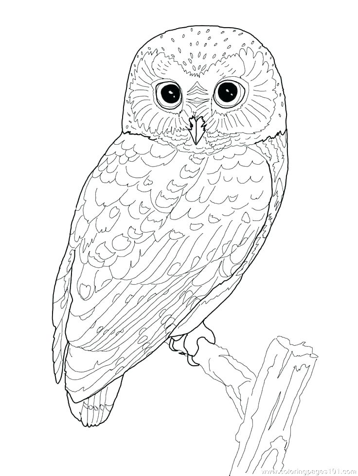 736x980 Baby Bird Coloring Page Bird Coloring Books Cute Bird Coloring