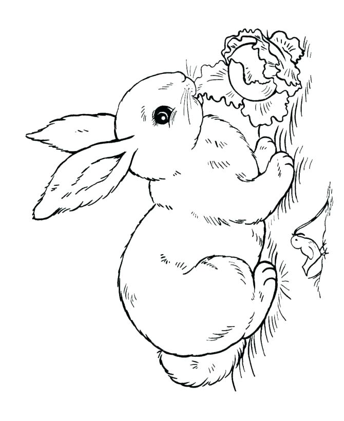 670x820 Free Rabbit Coloring Pages Bunny Color Page Coloring Pages