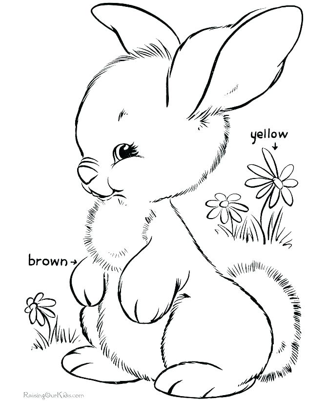 670x820 Rabbit Coat Colors Pictures Free Rabbit Coloring Pages Coloring