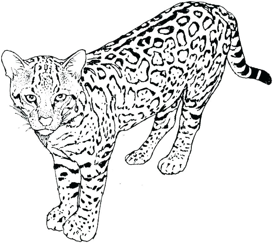 878x781 Cat Coloring Free Printable Cat Coloring Pages Coloring Free