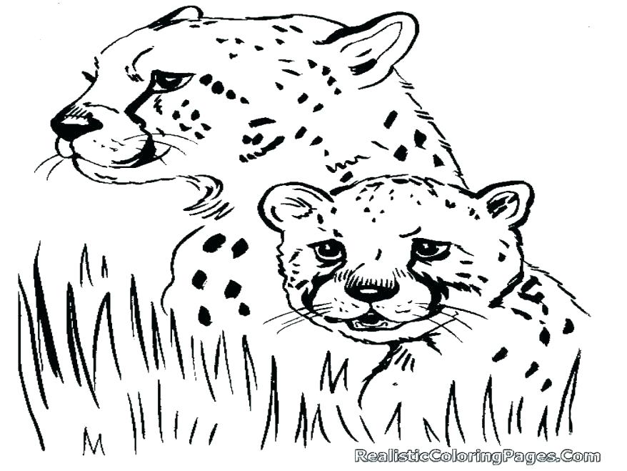 878x659 Cheetah Coloring Pages Cheetah Coloring Pages Beautiful Cheetah