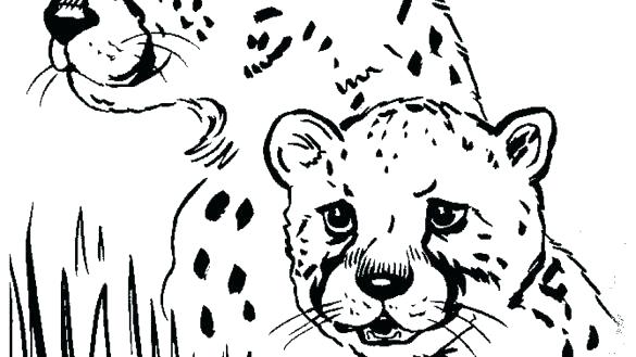 585x329 Cheetah Coloring Pages Coloring Pages Of Cheetahs Free Printable