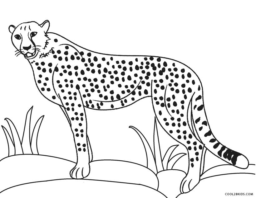 820x636 Printable Cheetah Coloring Pages For Kids