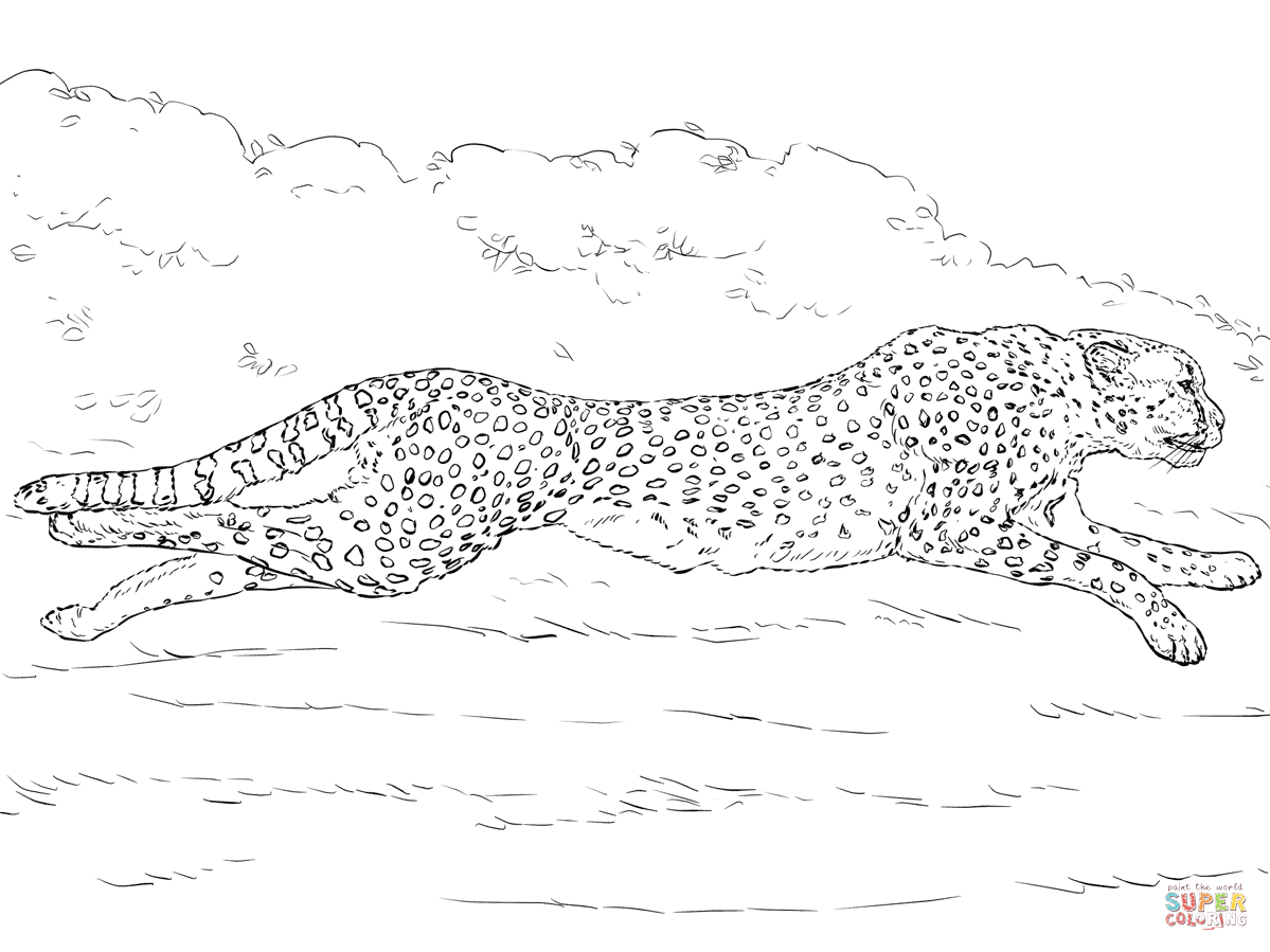 1199x899 Running Cheetah Coloring Page Free Printable Pages