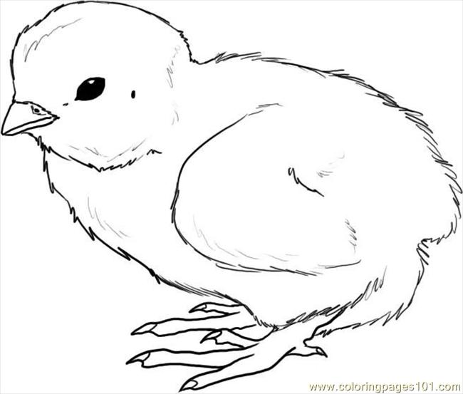 650x553 Chick Coloring Pages How To Draw A Chick Step Coloring Page Free