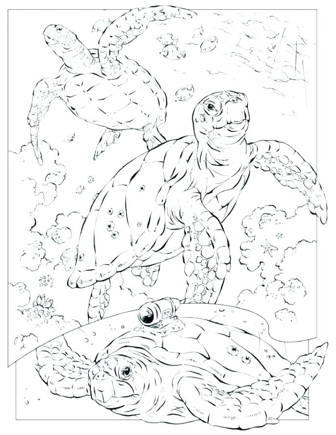 687x890 Realistic Coloring Pages Animals Realistic Coloring Pages