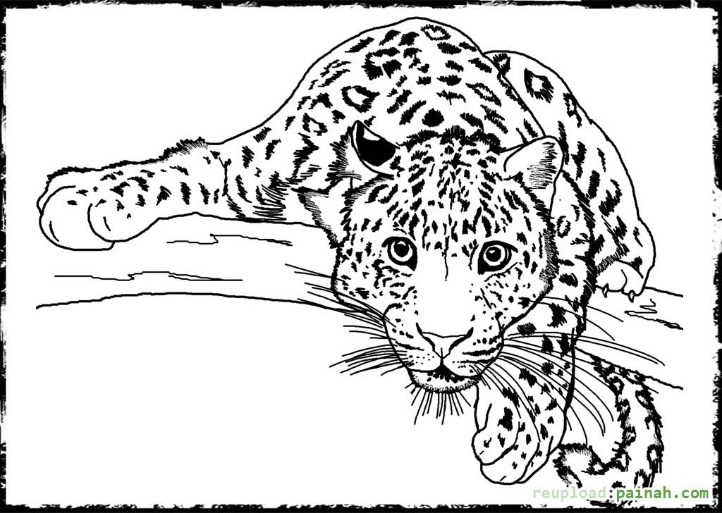 1024x728 Free Printable Coloring Pages For Adults Animals Printables And Menu