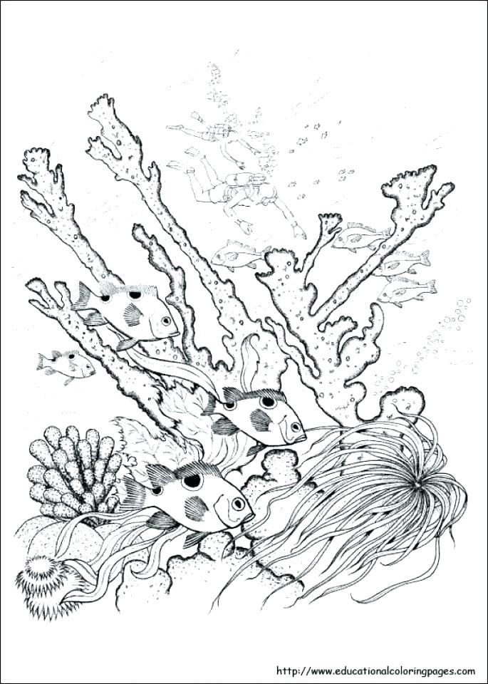 685x960 Awesome Coloring Pages Adults Nature Or Coloring Page