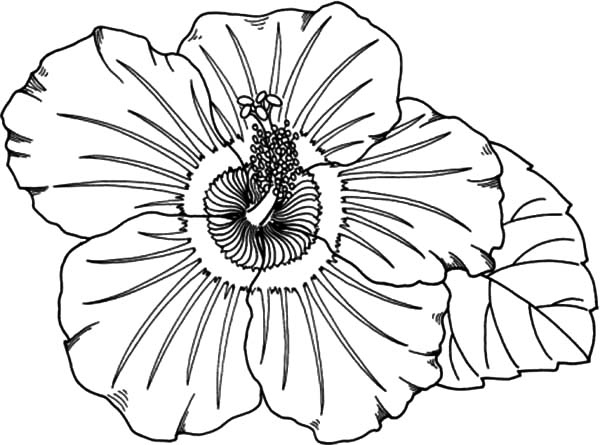 600x445 Hibiscus Flower Colouring Pages