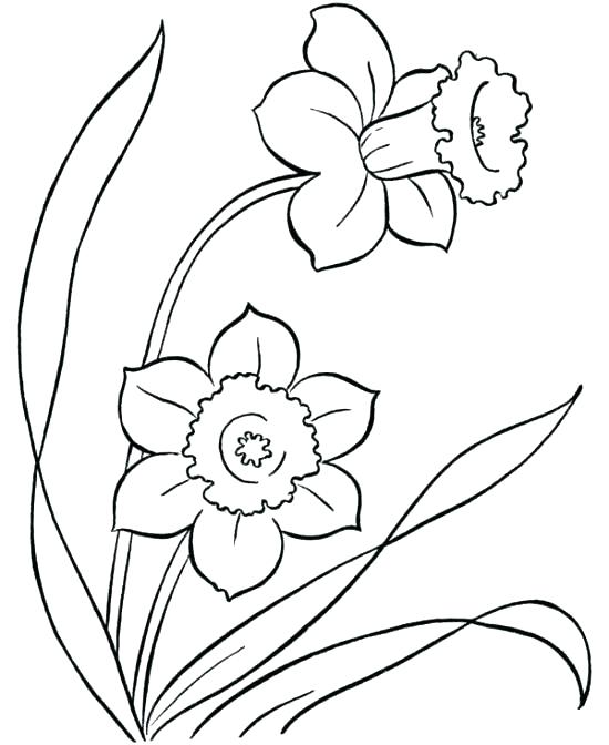 550x672 Hawaiian Flowers Coloring Pages Free
