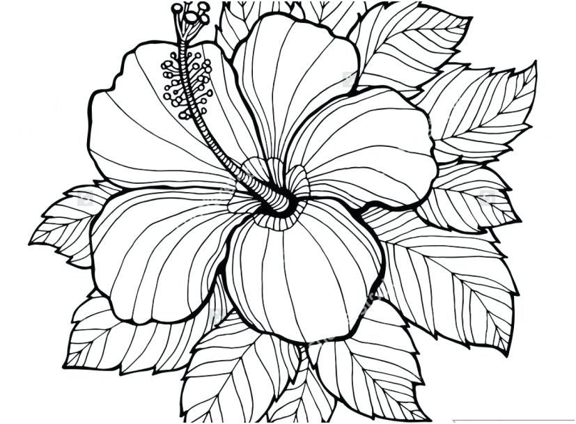 827x609 Flower Coloring Page Free Download Hawaiian Flower Coloring Pages