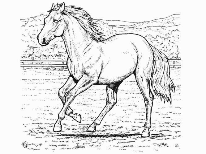 666x500 Realistic Coloring Pages Free Horse Coloring Pages Printable