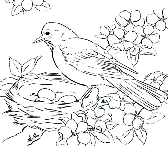 678x600 Coloring Birds Coloring Pages Birds Free Coloring Pages Birds Bird