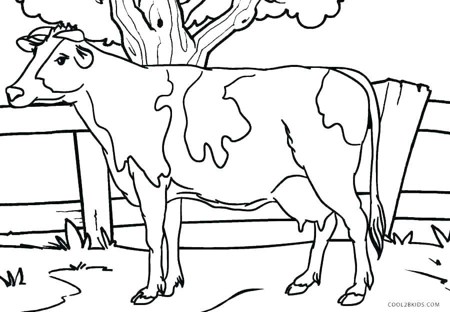 900x625 Cow Coloring Pages Cow Coloring Book Coloring Pages Of Cows Cow