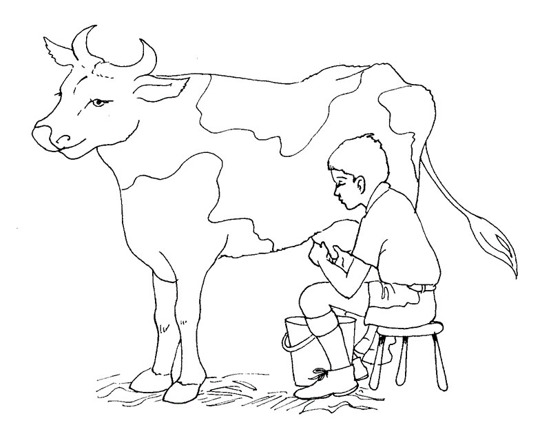 800x633 Free Cow Coloring Pages Printable