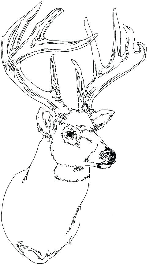 500x860 Deer Printable Coloring Pages Click To See Printable Version