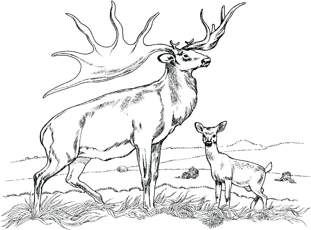 1024x756 Free Deer Coloring Pages Free Deer Coloring Pages Deer Coloring