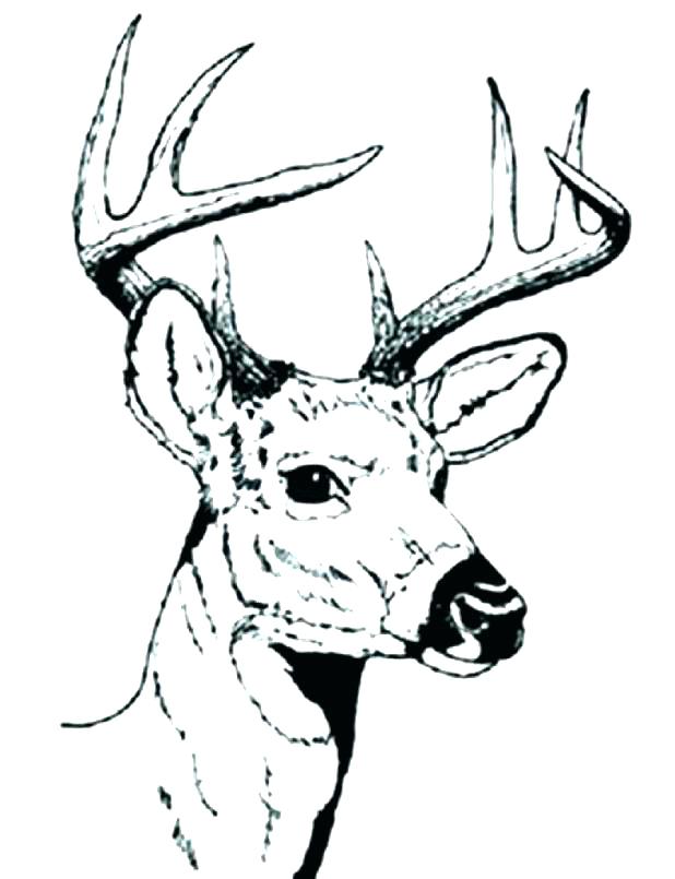 618x805 Whitetail Deer Coloring Pages Free Deer Coloring Pages Deer