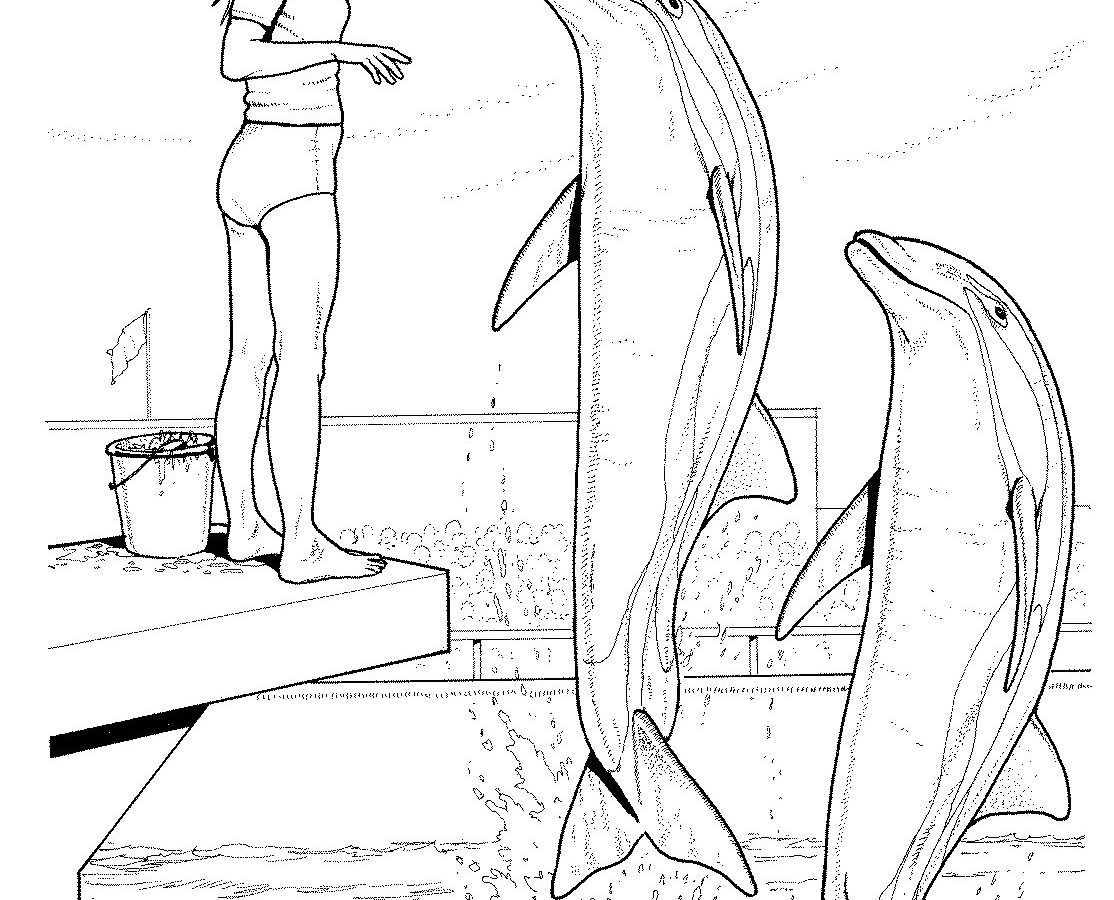 1114x900 Free Printable Dolphin Coloring Pages For Adult Dolphins Animals