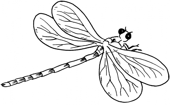 700x432 Dragonfly Coloring Sheets New Dragonfly Coloring Pages