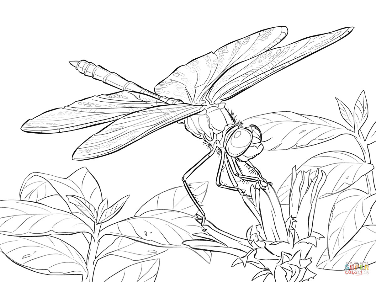 1199x899 Free Dragonfly Coloring Pages For Adults Yellow Winged Darter