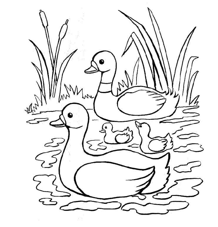 741x773 Free Duck Coloring