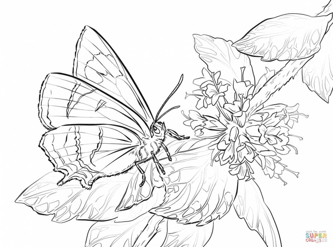 1080x800 Top Free Printable Butterfly Coloring Pages Animals Colouring