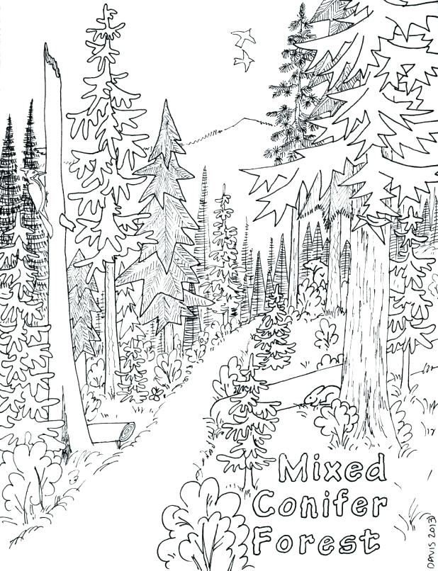 618x806 Forest Coloring Page Coniferous Forest Coloring Page Wonderful